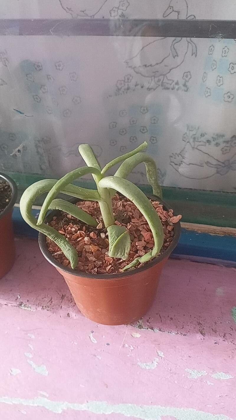 Cheiridopsis