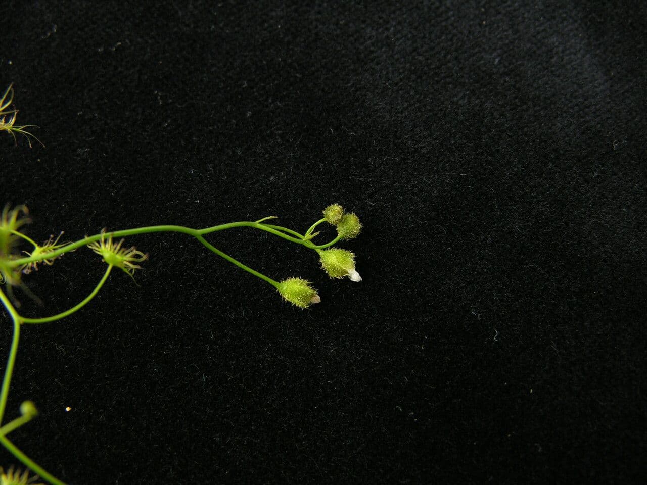 Drosera peltata 3