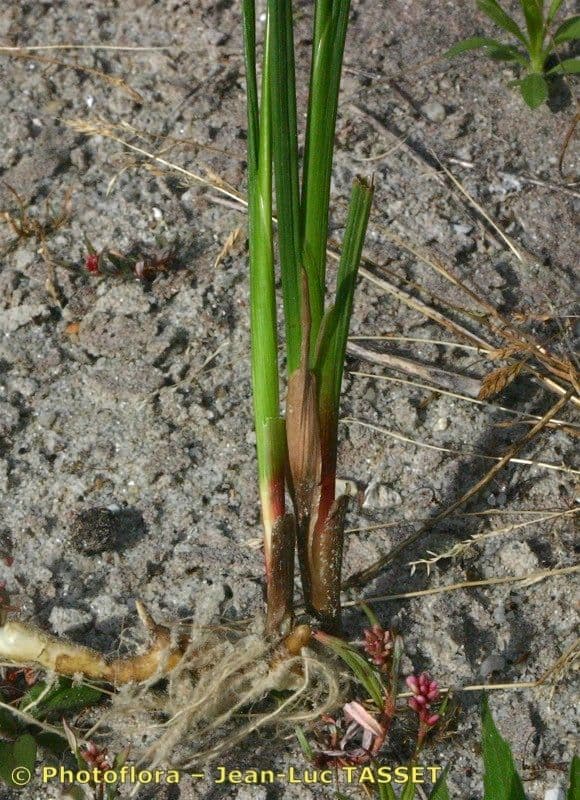Juncus anceps 17