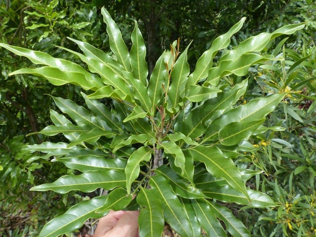 Lepidocupania 8