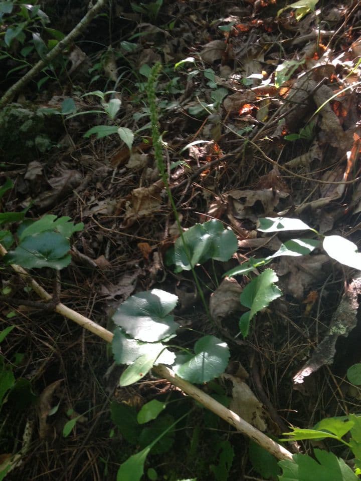 Galax urceolata 8