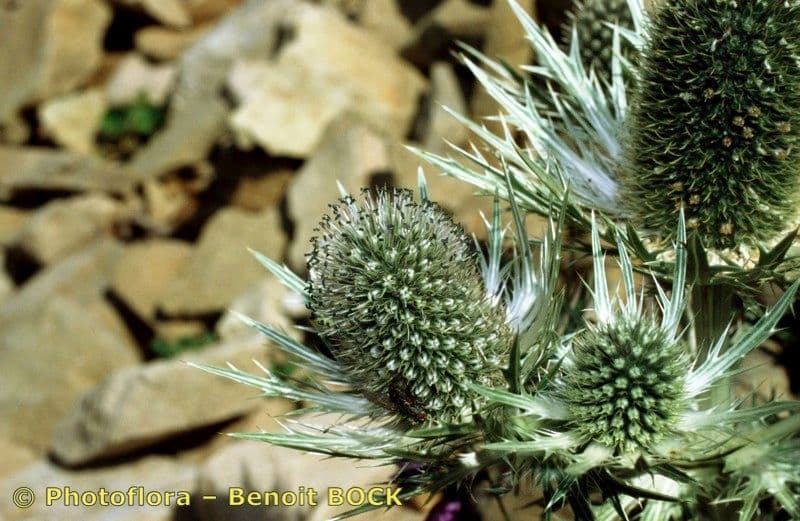 Panicaut blanc 25