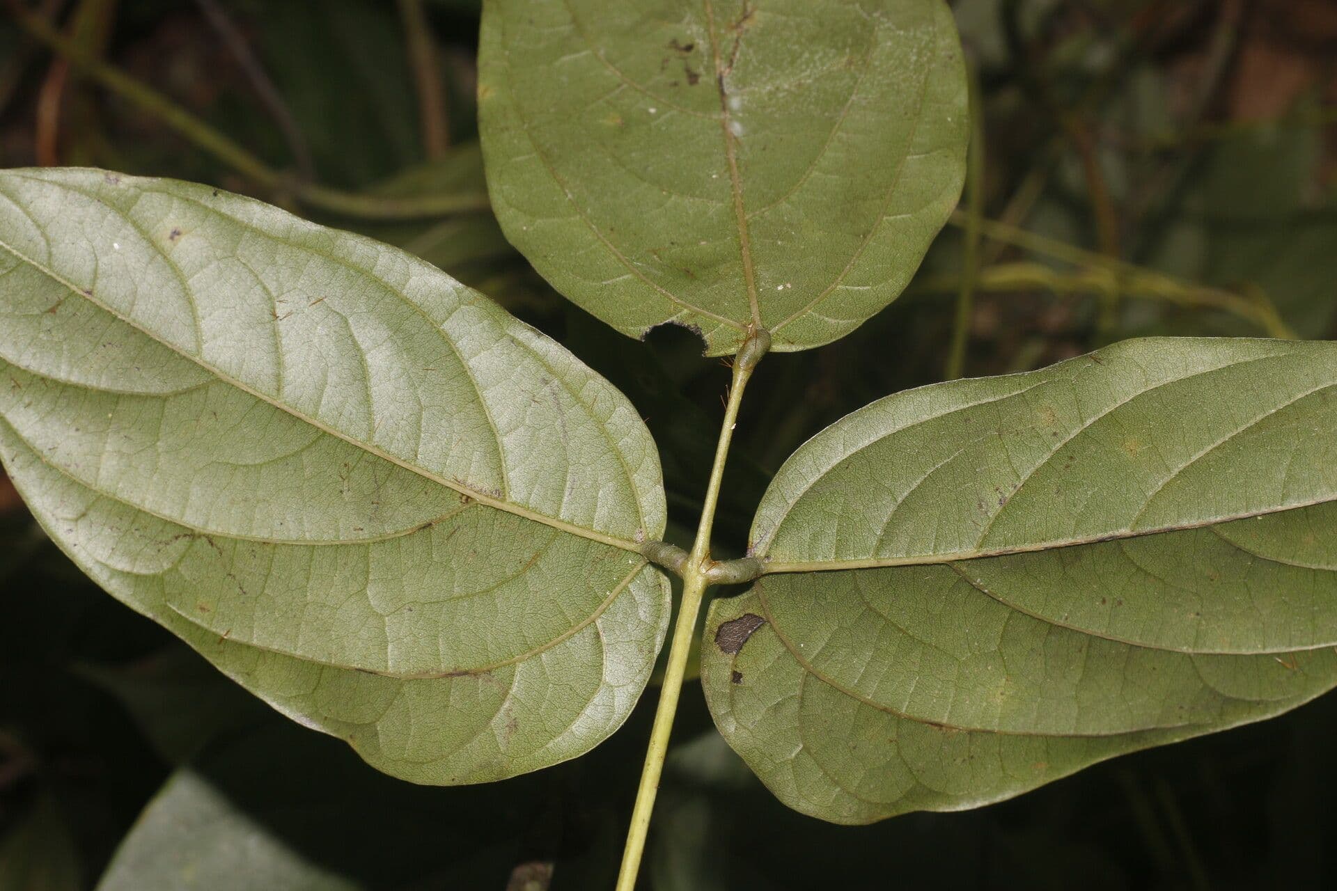 Mucuna 8