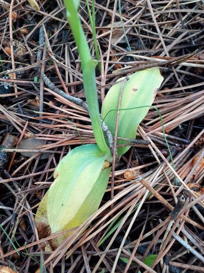 Orchidea maculata 19