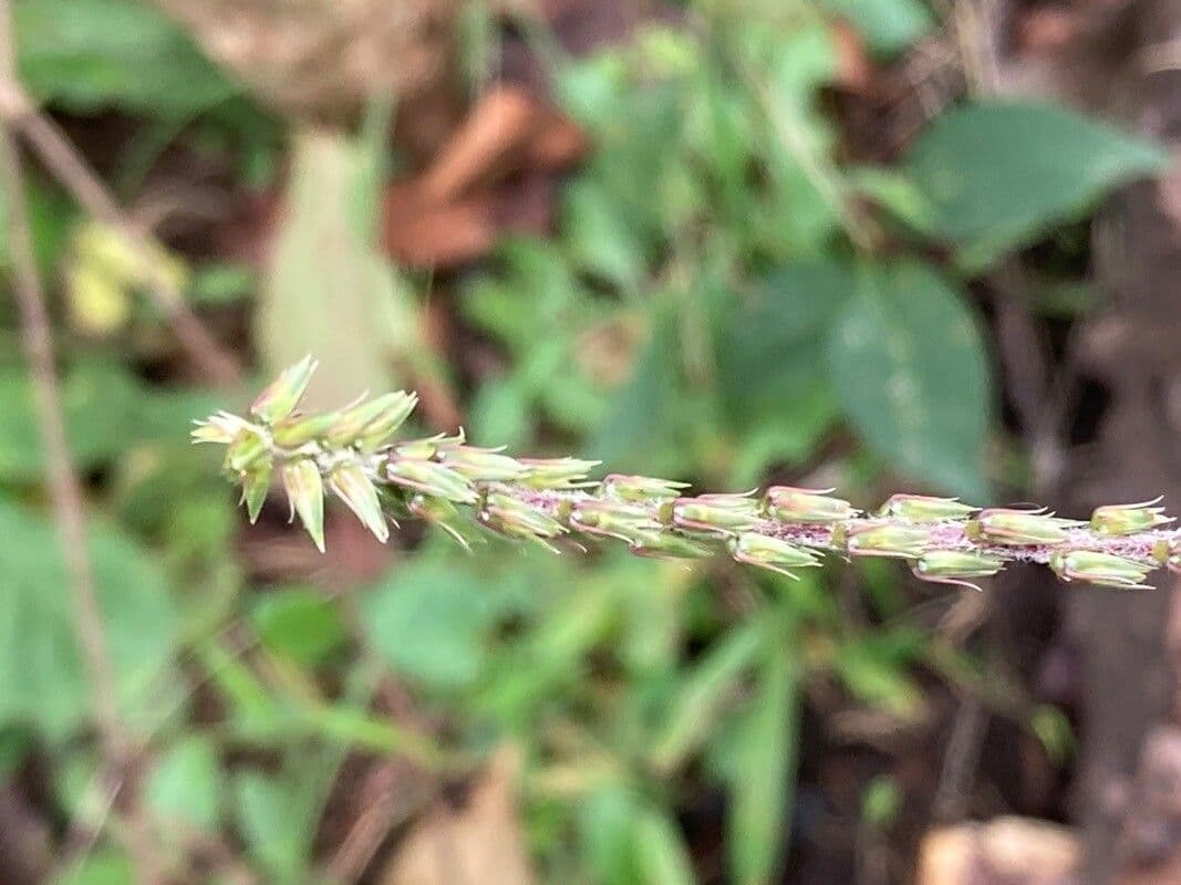 Achyranthes bidentata