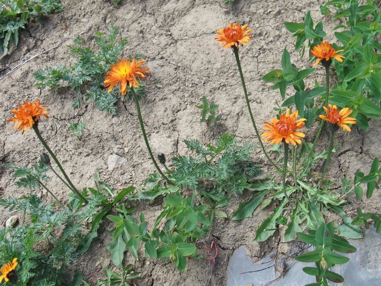 Crepis aurea 8
