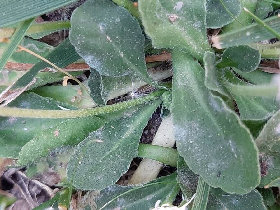 Margherita selvatica 14