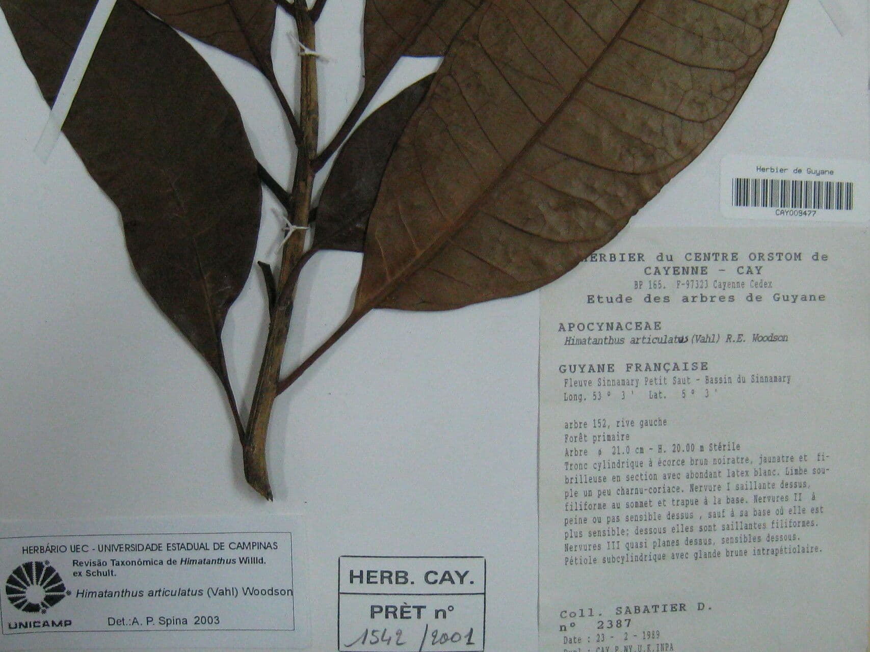 Himatanthus 6
