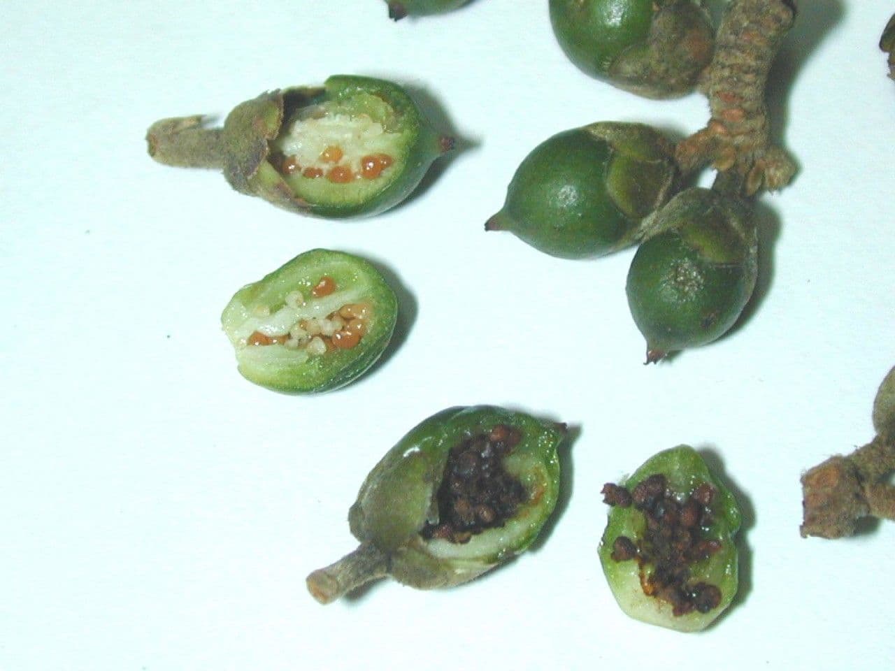 Freziera 14