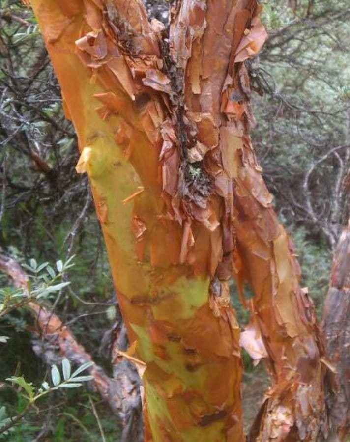 Polylepis 8