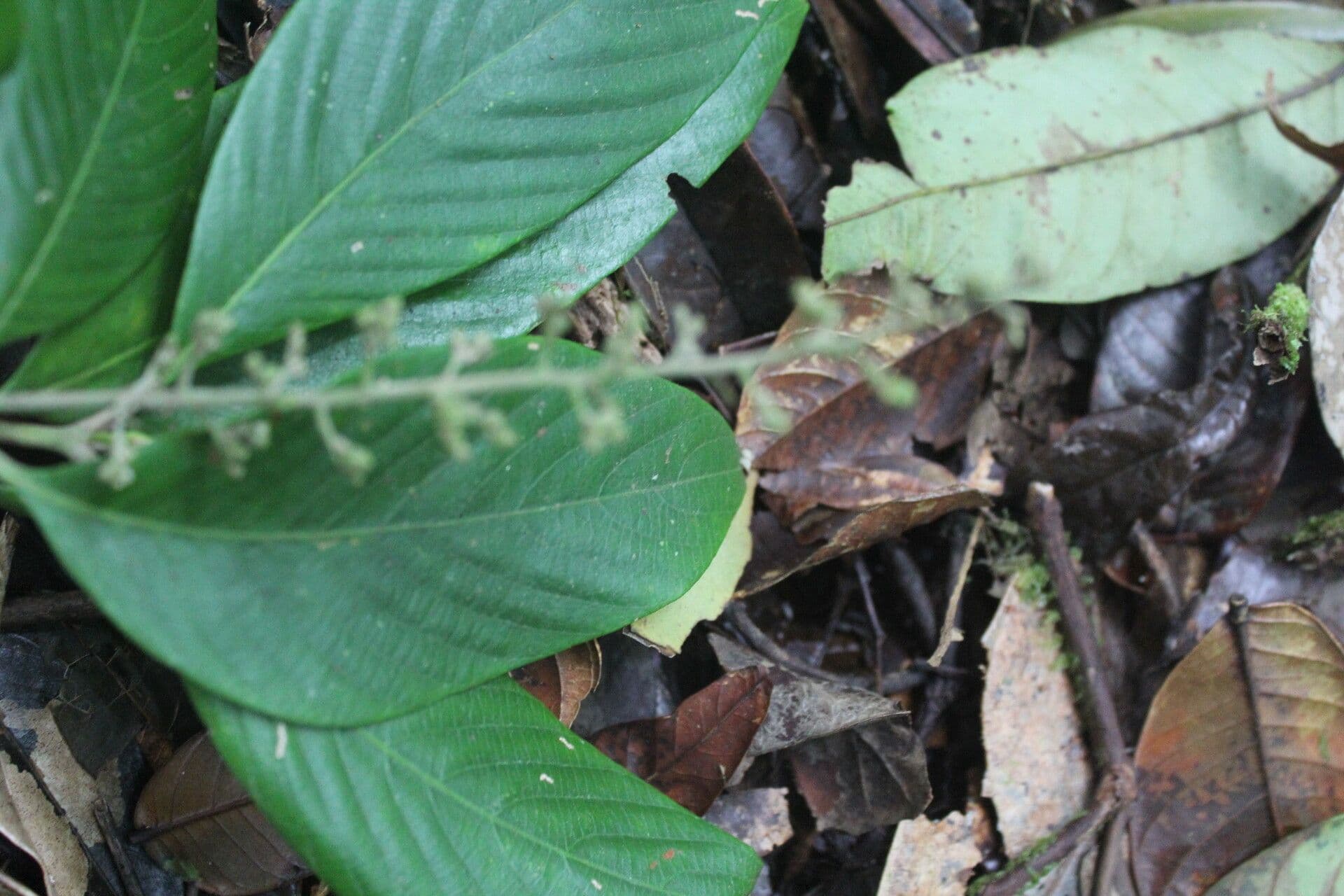 Arachnothryx buddlejovitý 8