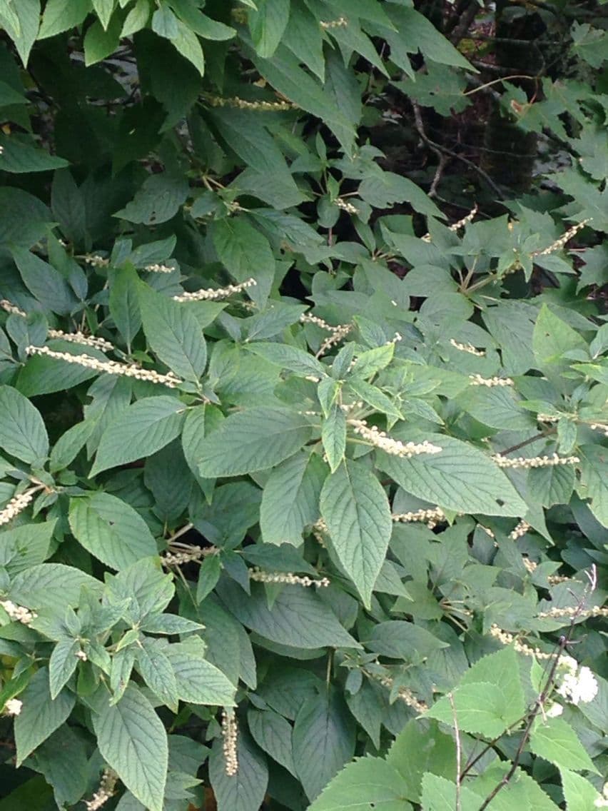 Clethra 11