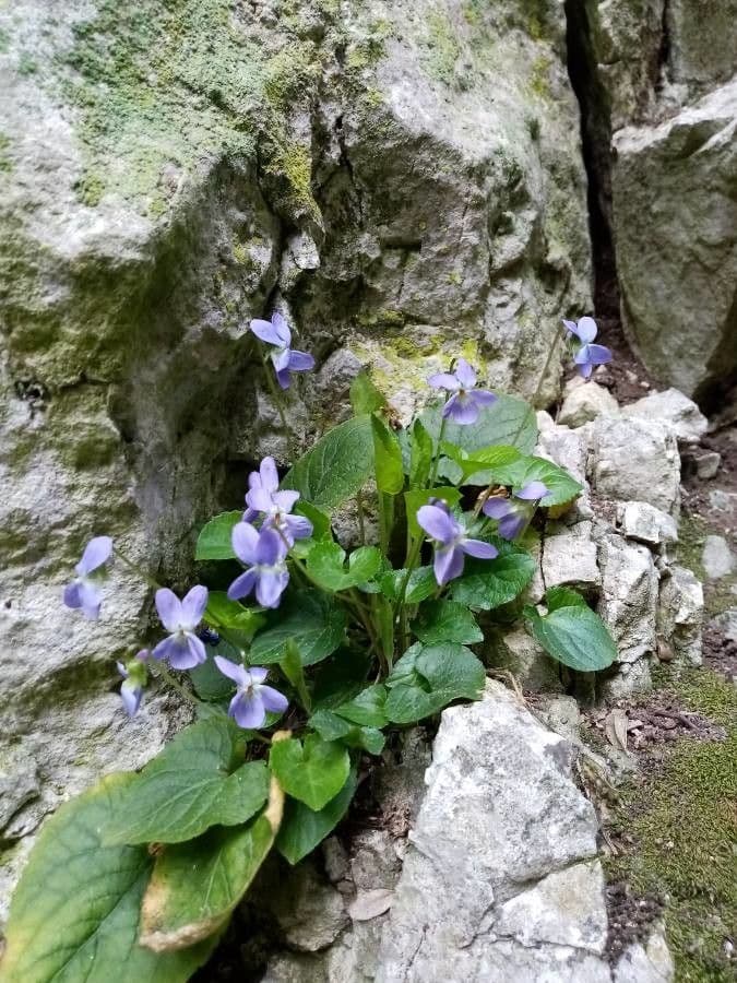 Wald-Veilchen 23