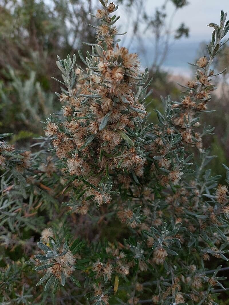 Olearia costera