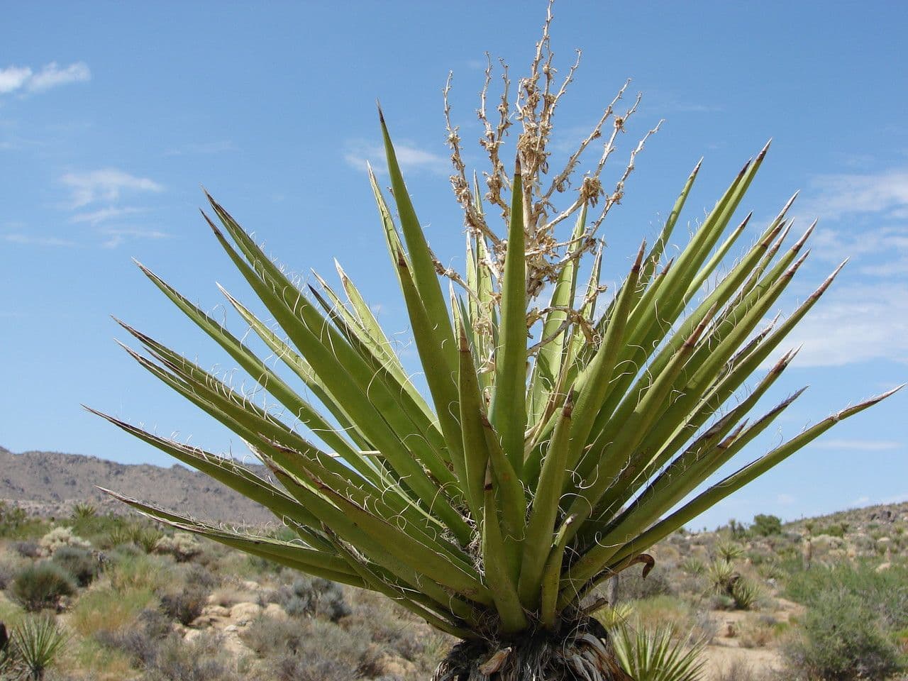 Yuca schidigera