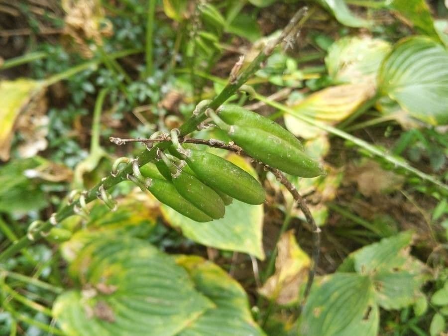 Hosta