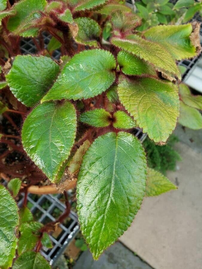 Pearcea 2
