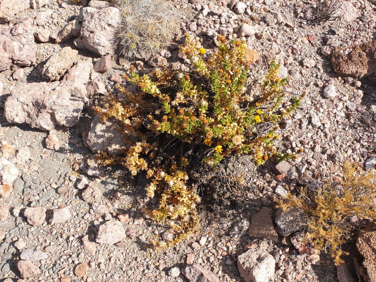 Haplopappus 10