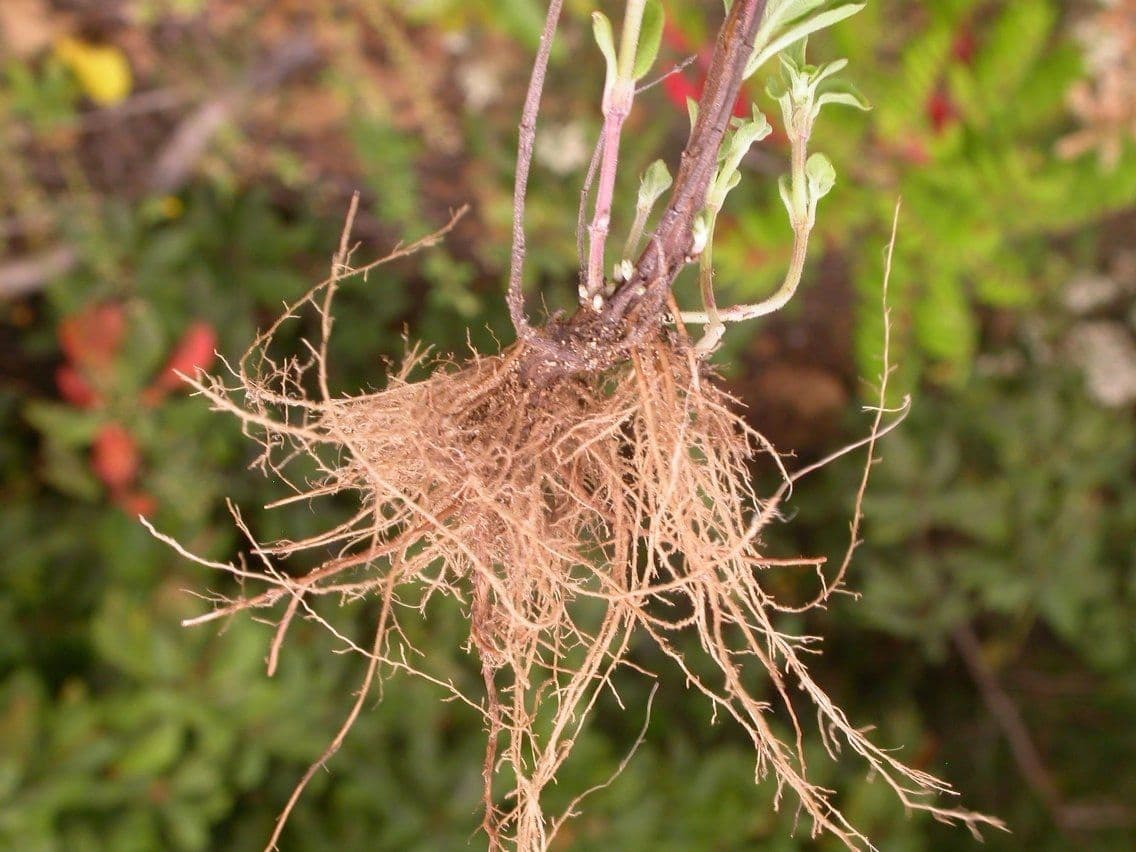 Gefleckte Monarde 16
