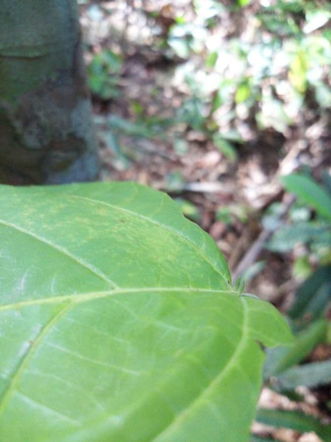Aparisthmium