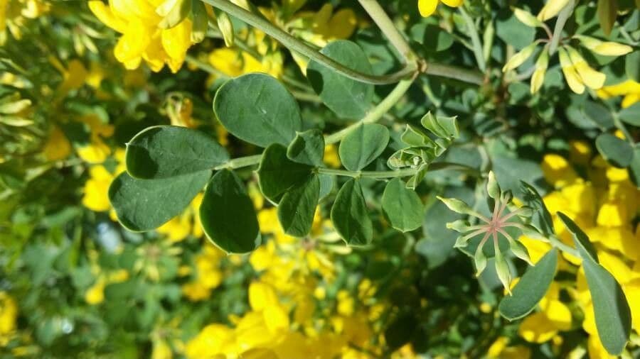 Coronilla valentina 17
