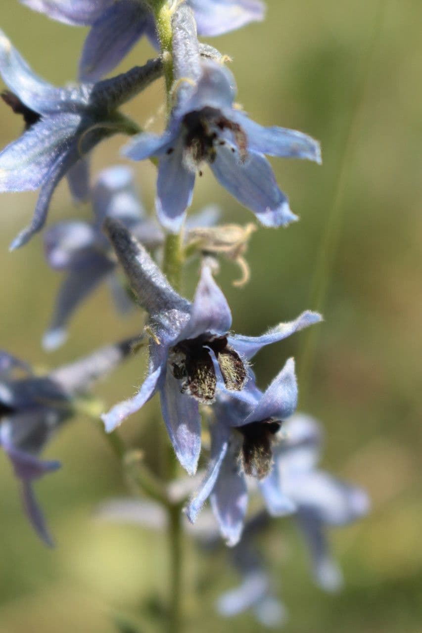 Delphinium 4