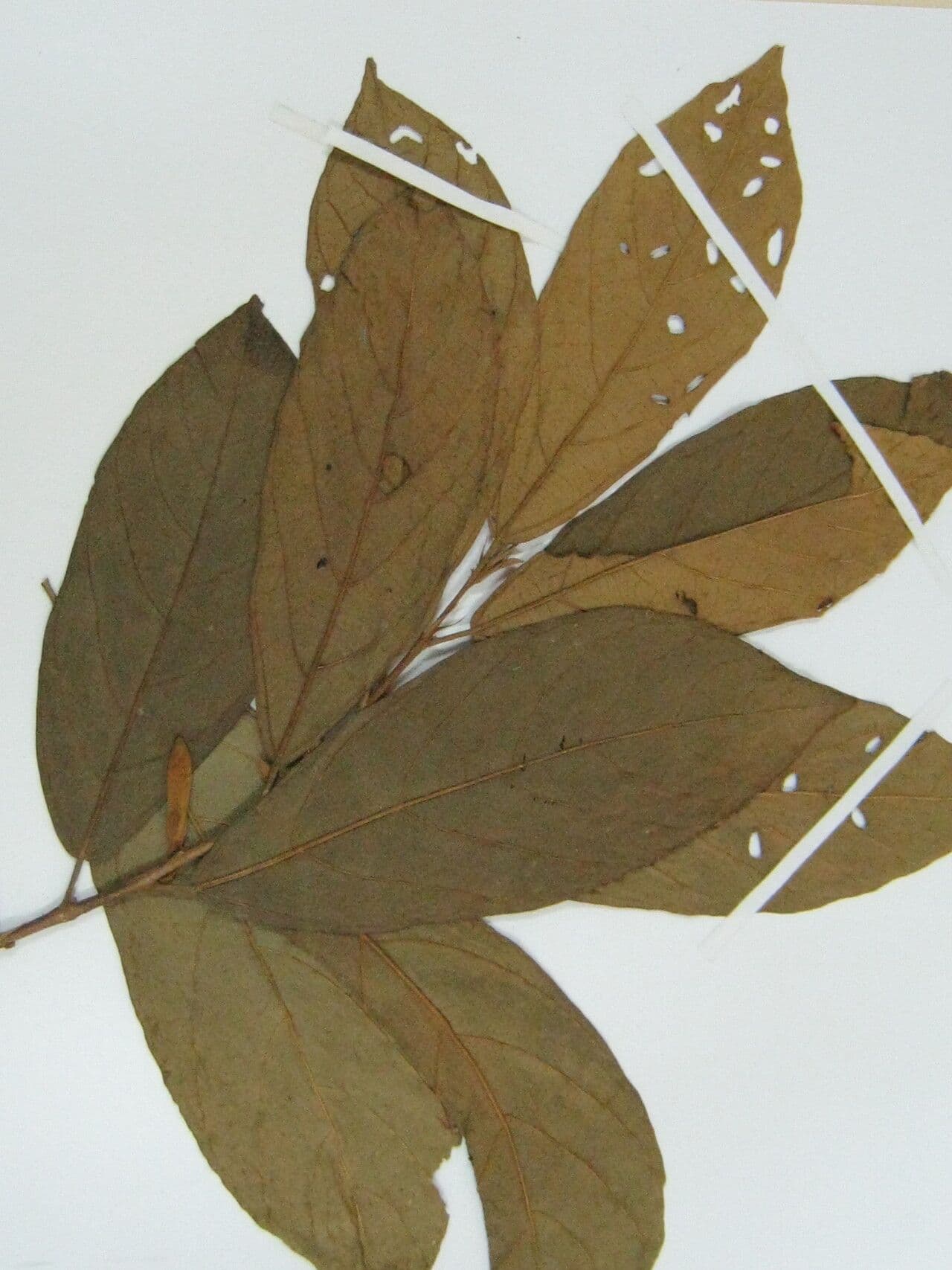 Quararibea 4
