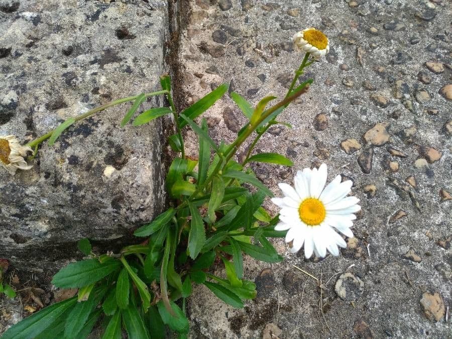 Schwarze Margerite
