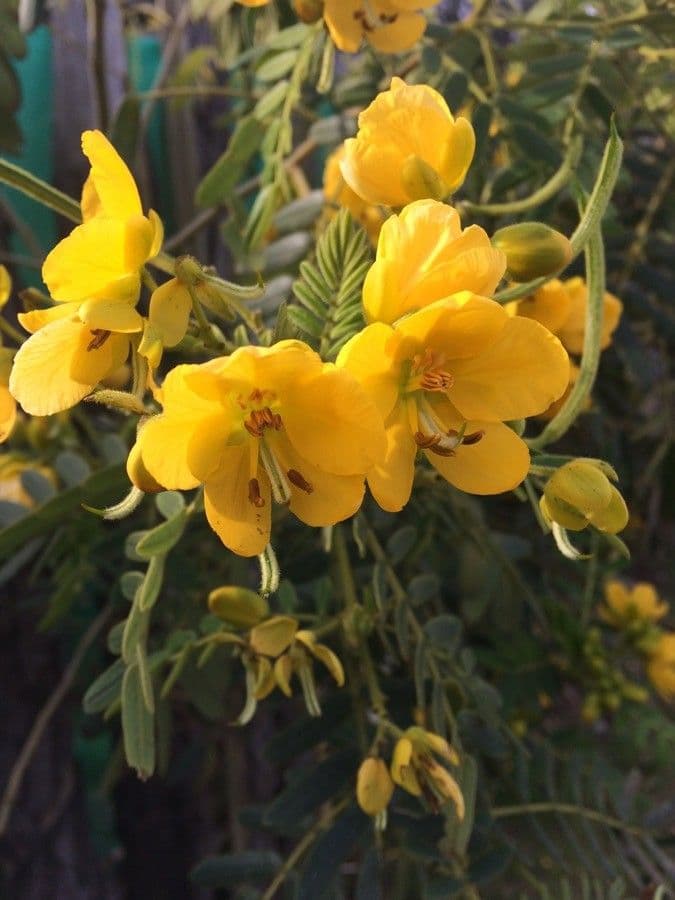 Senna petera 5