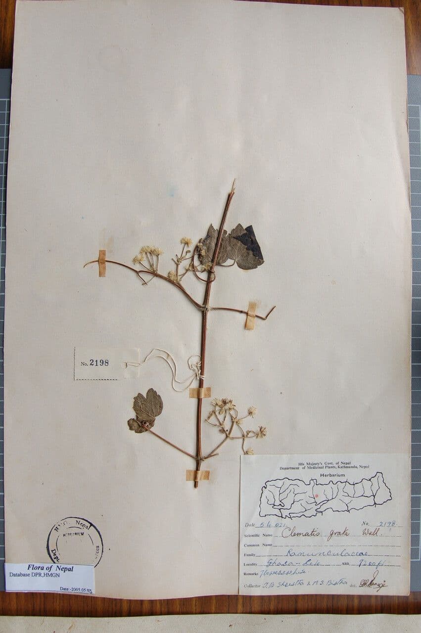 Clematide profumata 7