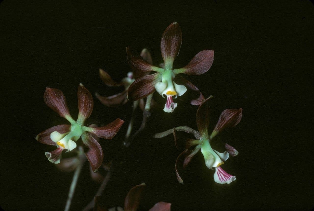 Encyclia