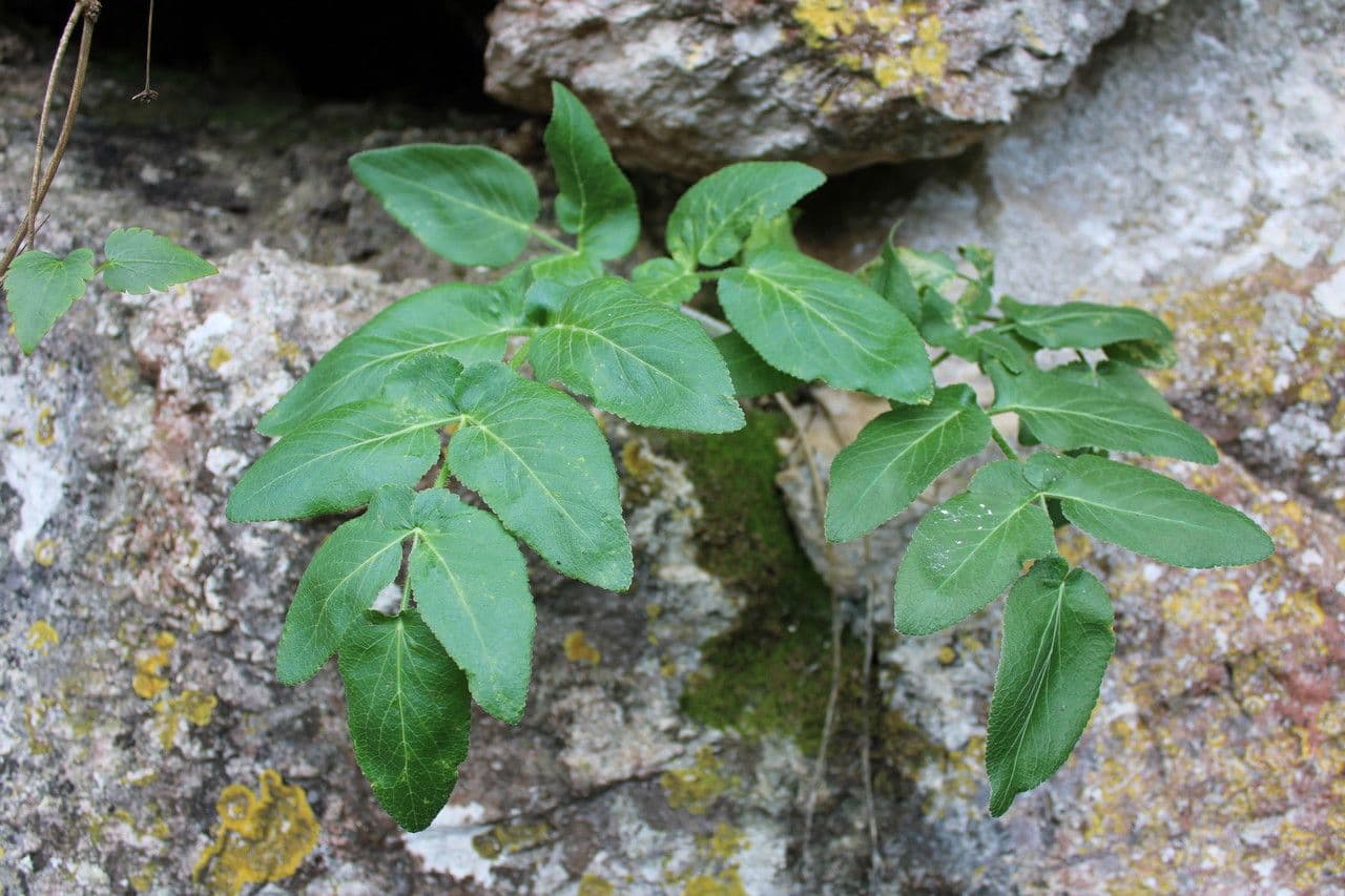 Opopanax 6