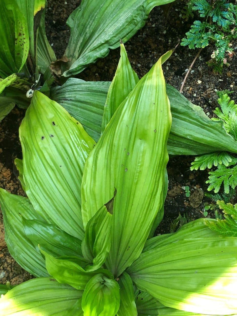 Calanthe 18
