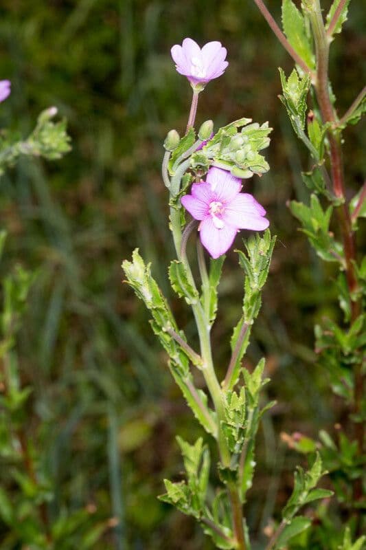 Garofanino quadrangolare 23