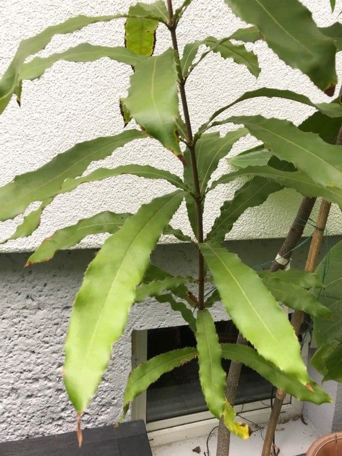 Macadamianuss 12
