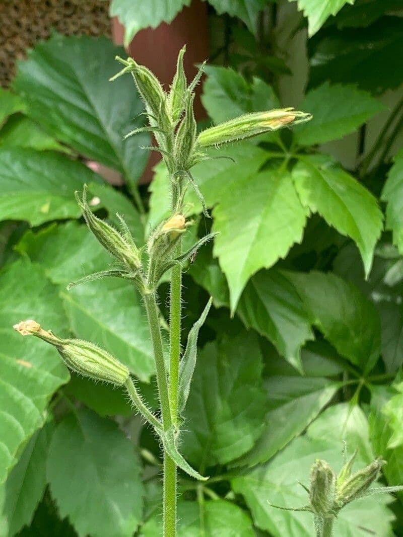Ruellia ciliata