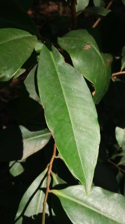 Ardisia 14