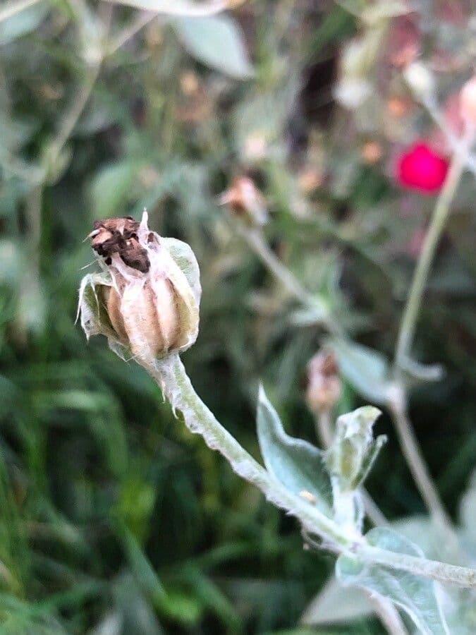 Silene coronaria