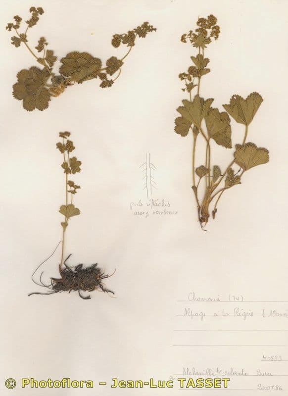Alchemilla 4