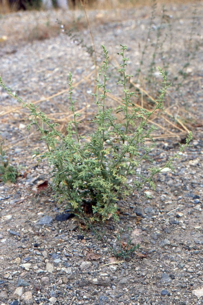 Chenopodio 11