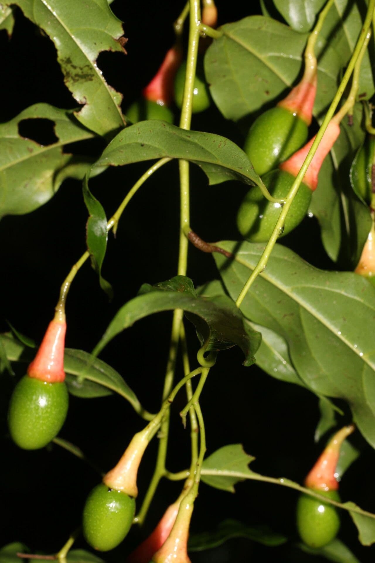 Ocotea tenera