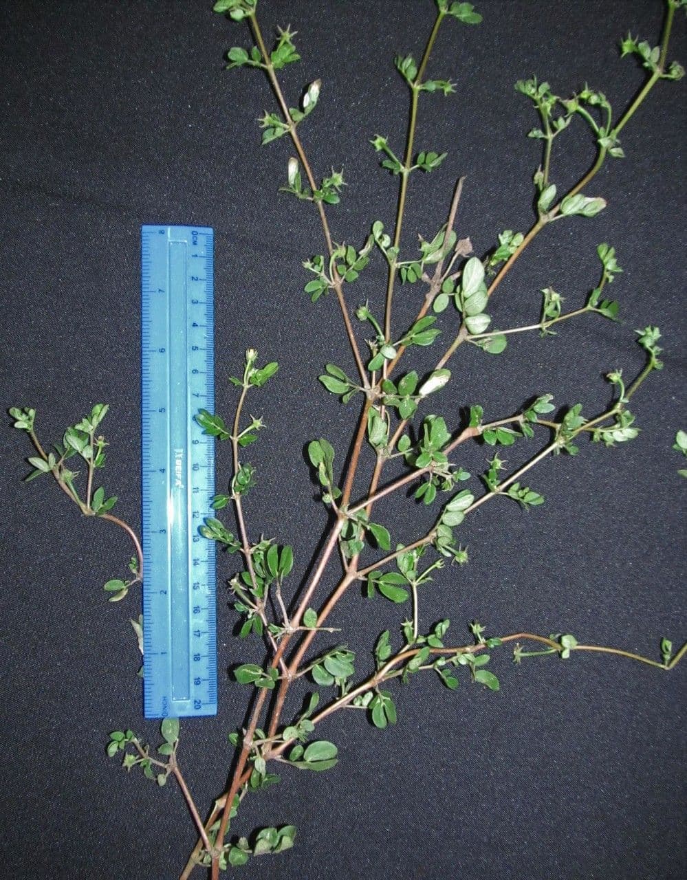 Kallstroemia 15