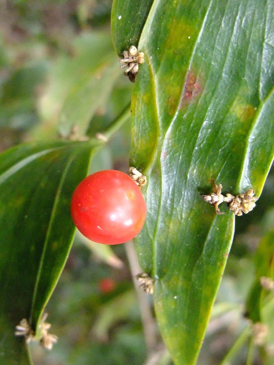 Semele 3