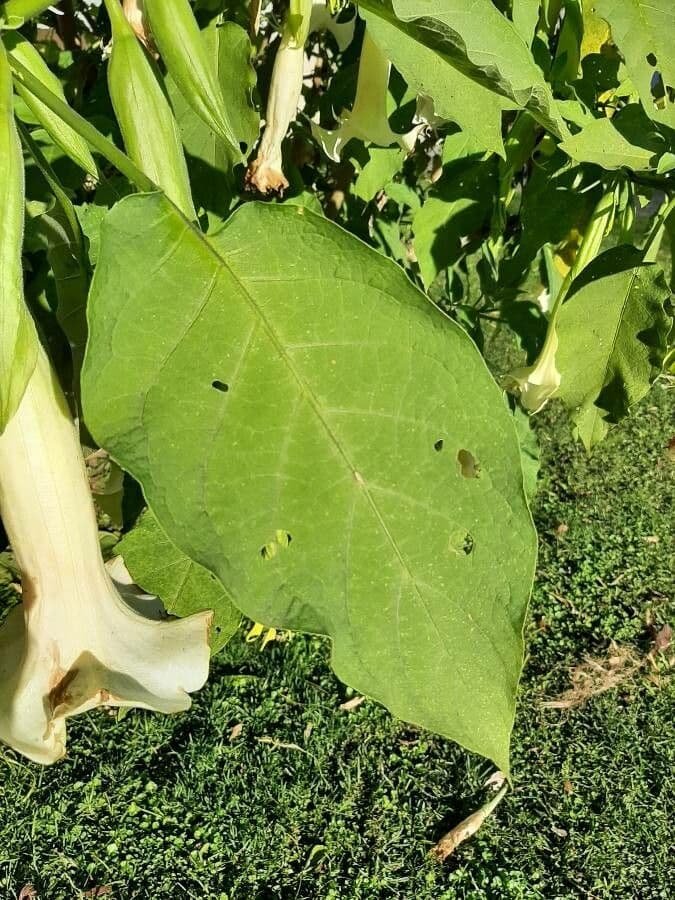 Datura 17