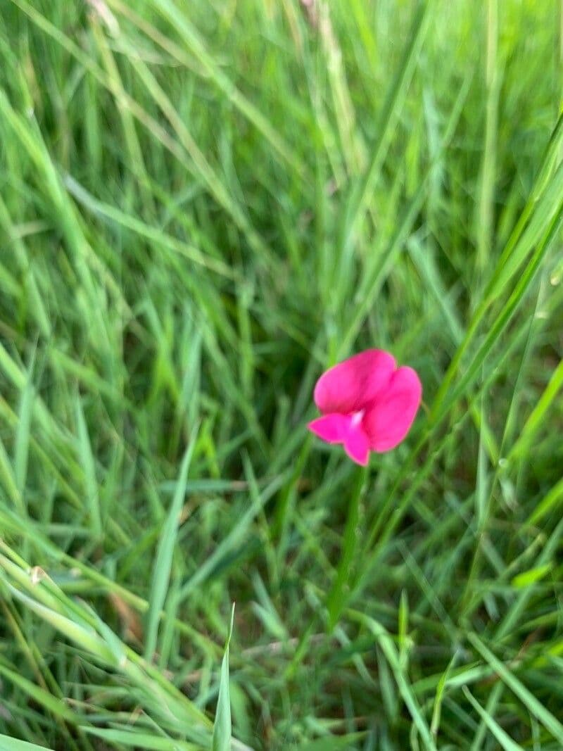 Gras-Platterbse 8