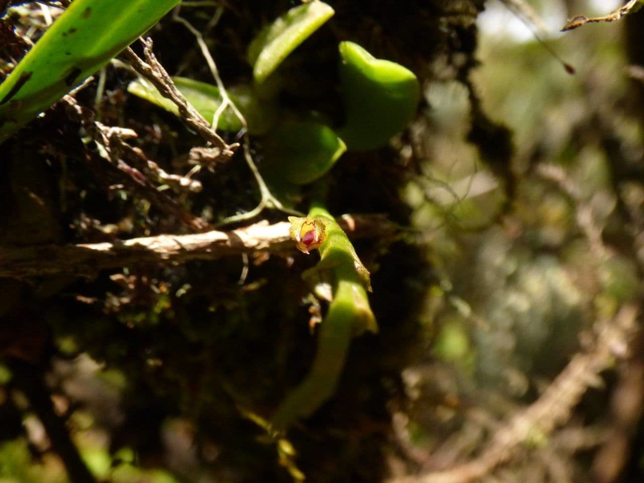 Bulbophyllum 9