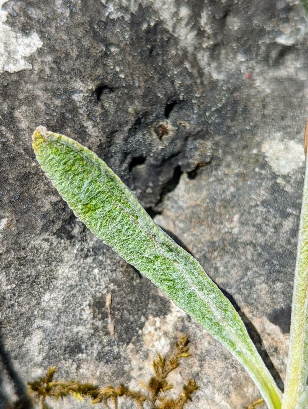 Sideritis syriaca 17