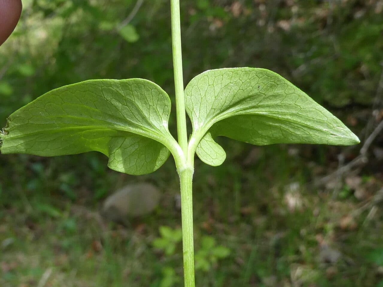 Dwarf valerian 16