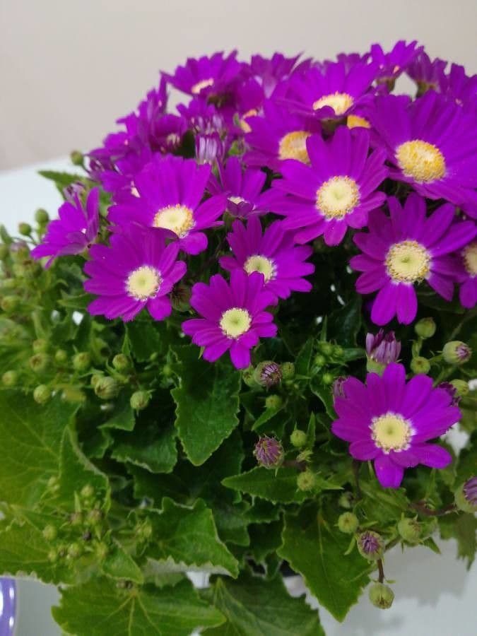 Pericallis 14