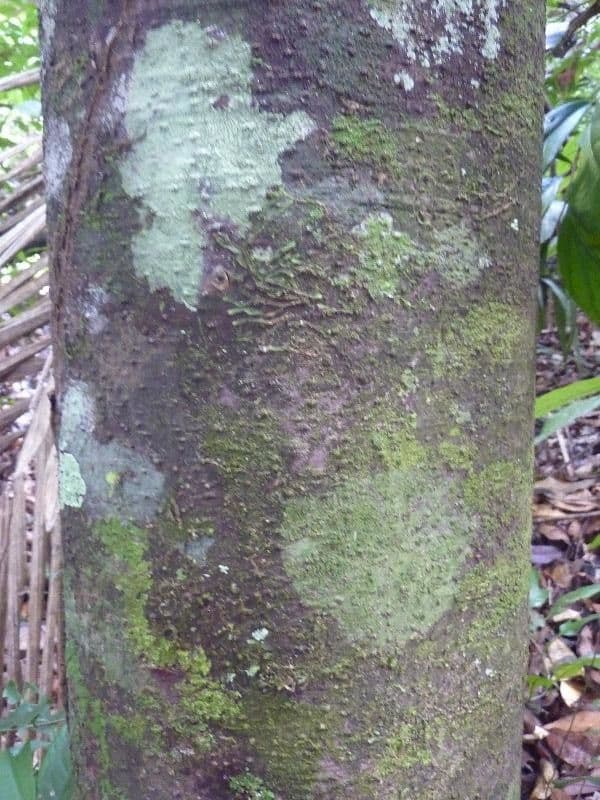 Rhodostemonodaphne 7